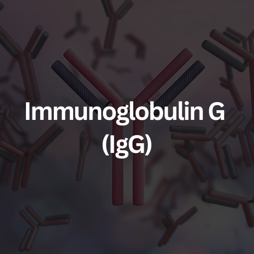 IgG